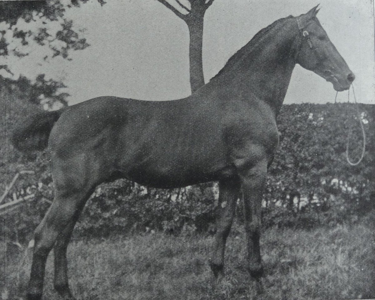 Semental Nansen (Holsteiner, 1899, de Falb 1760)