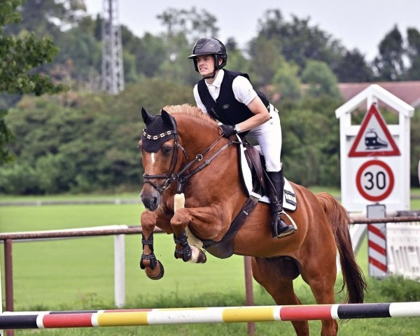 Springpferd Leo Von Lausenstein (Oldenburger, 2011, von Landor S)