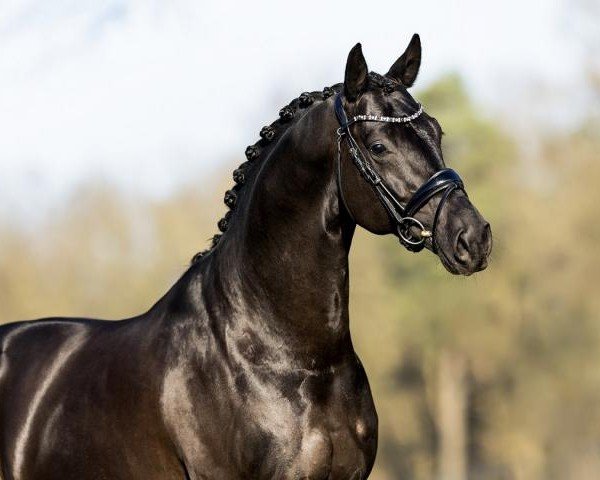 horse Du Monde (Oldenburg, 2020, from Desperados FRH)