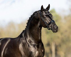 Pferd Du Monde (Oldenburger, 2020, von Desperados FRH)