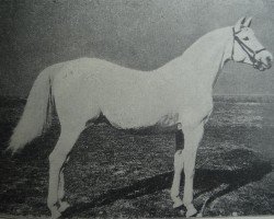 stallion Amurath Weil ox (Arabian purebred, 1881, from Tajar IV 1873 ox)