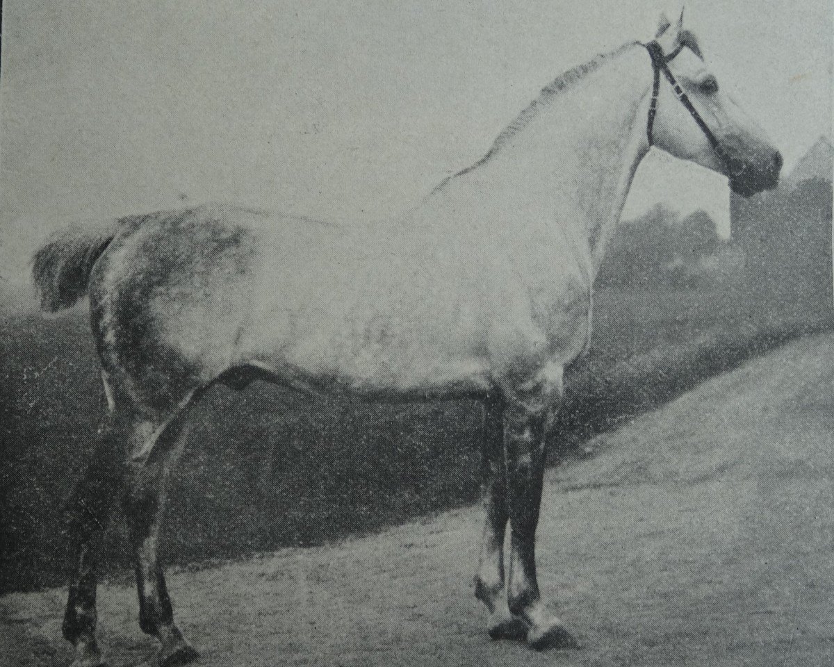 Deckhengst Rübezahl 2109 (Holsteiner, 1902, von Amurath II (D) 1981)
