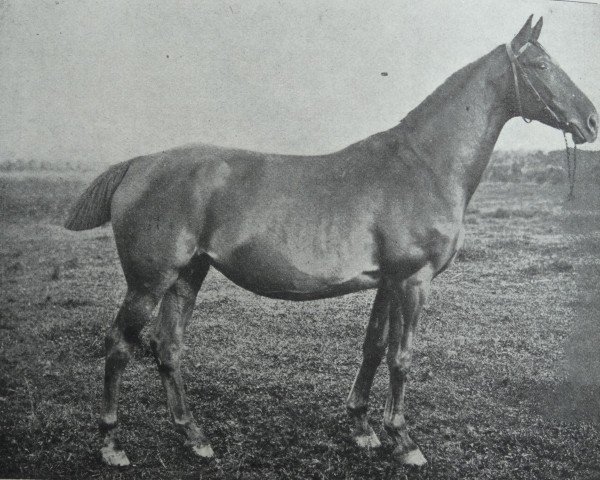 broodmare Stella 5322 (Holsteiner, 1896, from Falb 1760)