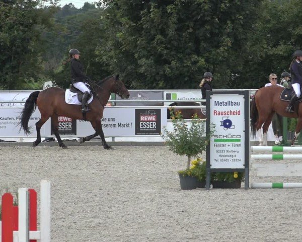 Reitturnier Stolberg-Büsbach 2024