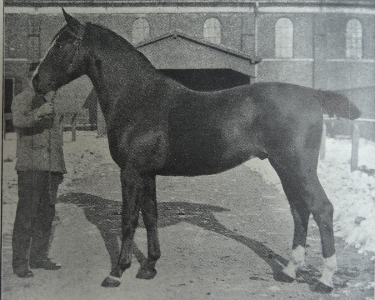 Deckhengst Fant 2444 (Holsteiner, 1914, von Zieten 2261)