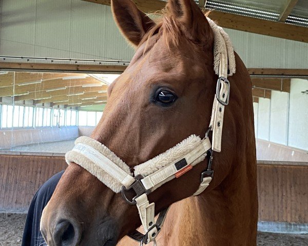 dressage horse Quatermaster (Hanoverian, 2009, from Quaterback) dressage horse Quatermaster (Hanoverian, 2009, from Quaterback)