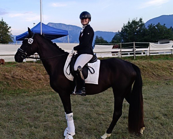 broodmare Draxls Laila Deluxe BB (Austrian Warmblood, 2021, from Stauffenberg)