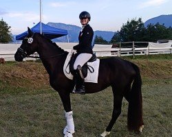 Zuchtstute Draxls Laila Deluxe BB (Österreichisches Warmblut, 2021, von Stauffenberg)