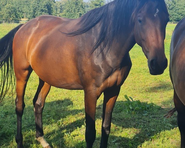 horse Frankenbach Felicitas (Westphalian, 2021, from Franziskus FRH)