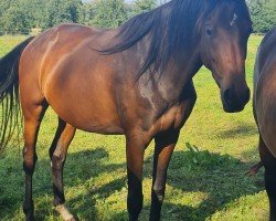 horse Frankenbach Felicitas (Westphalian, 2021, from Franziskus FRH)