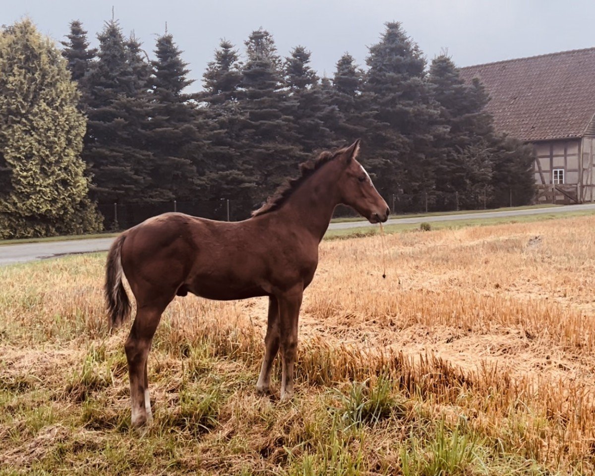 stallion Del pieros dancing in the moonlight (German Riding Pony, 2024, from Django)