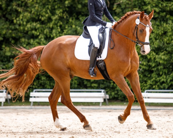 dressage horse Famicelli S (Westphalian, 2013, from Florenciano 6)