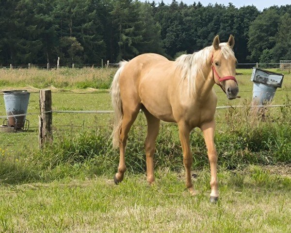 Pferd Taffy (Amerikanisches Reitpony, 2022)