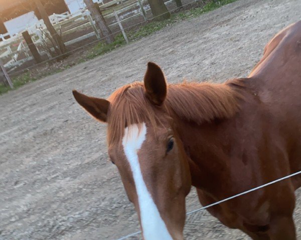 eventing horse Gavi's Girl (Hanoverian, 2020, from Gavi)
