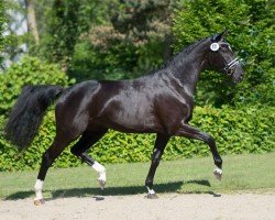 broodmare It's Showtime VEC (Oldenburg, 2010, from Imperio 3)