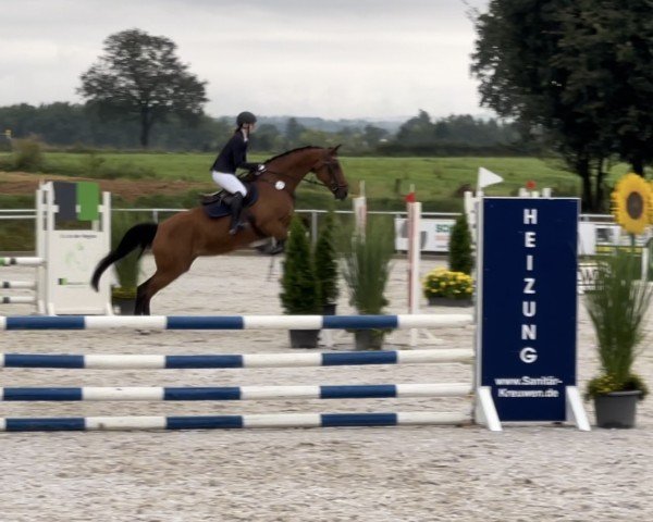 Springpferd Gironetje (KWPN (Niederländisches Warmblut), 2011, von Lanciano)