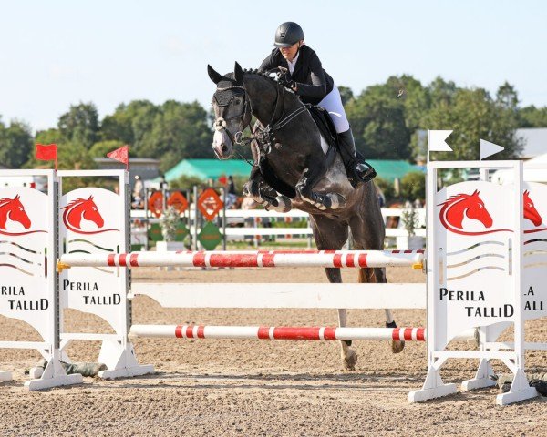 horse Panter 3P (KWPN (Royal Dutch Sporthorse), 2020, from Jagger Srk)
