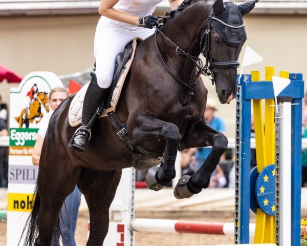 horse Schneewittchen Le Vivaldi (German Sport Horse, 2017, from Le Vivaldi)