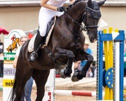 horse Schneewittchen Le Vivaldi (German Sport Horse, 2017, from Le Vivaldi)