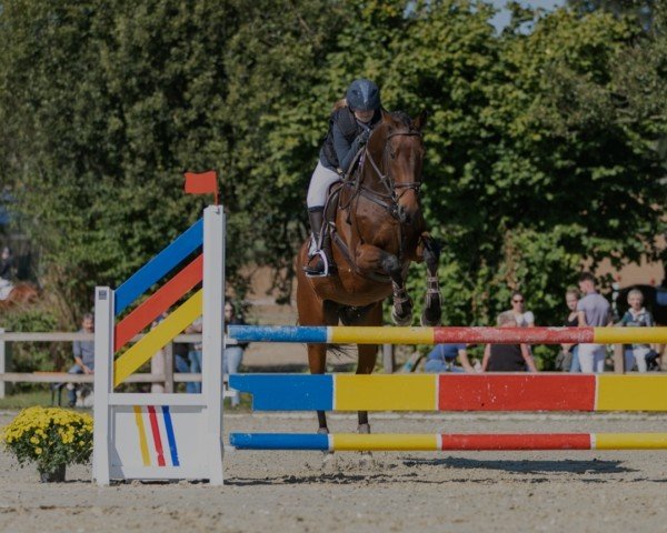 jumper Jamiro M (Oldenburg, 2007, from Joker)