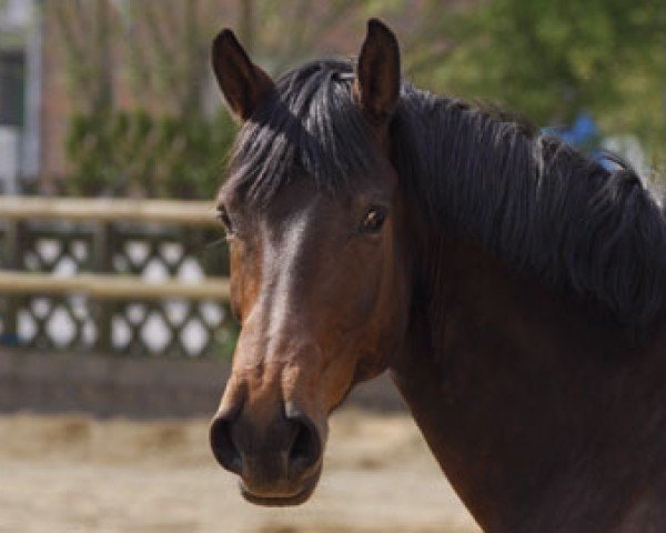 Pferd Romagicmant (Westfale, 2001, von Bmc Roman Nature)