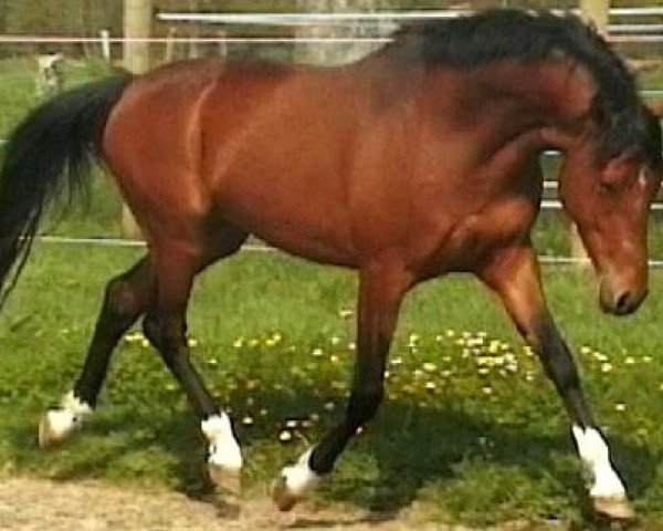 horse Champ of Magic (Rhinelander, 2003, from FS Champion de Luxe)