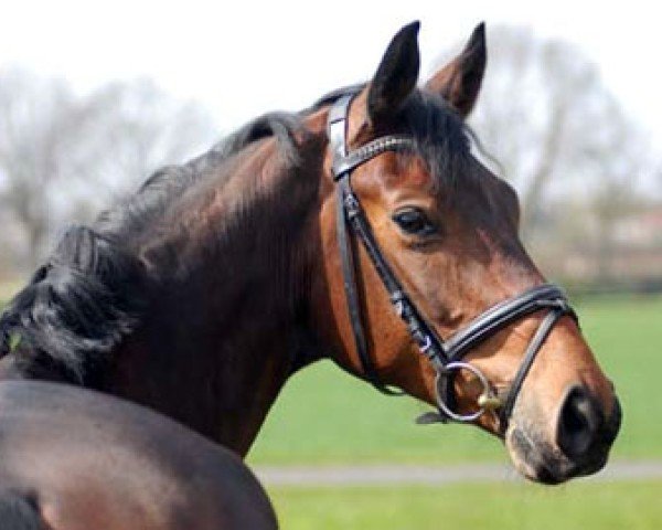 Dressurpferd Finest Quality (Rheinländer, 2006, von Florencio I) Dressurpferd Finest Quality (Rheinländer, 2006, von Florencio I)
