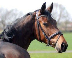 dressage horse Finest Quality (Rhinelander, 2006, from Florencio I)