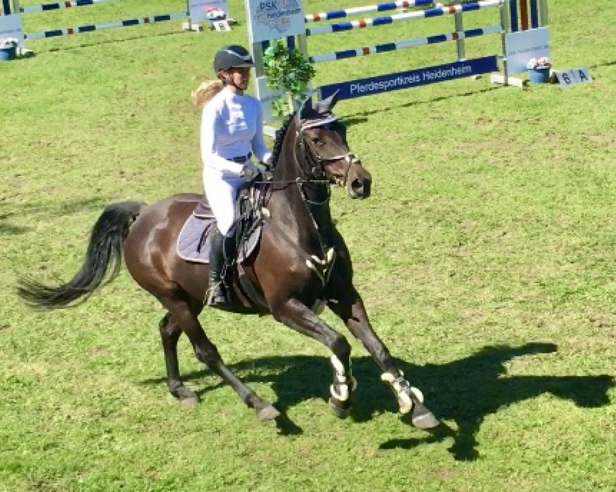 Cavallo da salto Cute Cassi (Hannover, 2013, di Cassillias)
