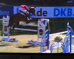 broodmare Quelle Dame de Revel (Holsteiner, 2003, from Quidam de Revel)
