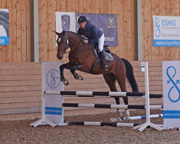 stallion Langet (Latvian Warmblood, 2018, from Leston)