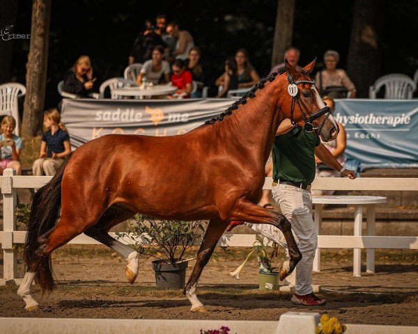 Pferd Natural Beauty WS (Deutsches Reitpony, 2021, von Fs Numero Uno)