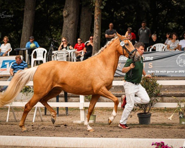Zuchtstute Noble Gold WS (Deutsches Reitpony, 2021, von Fs Numero Uno)