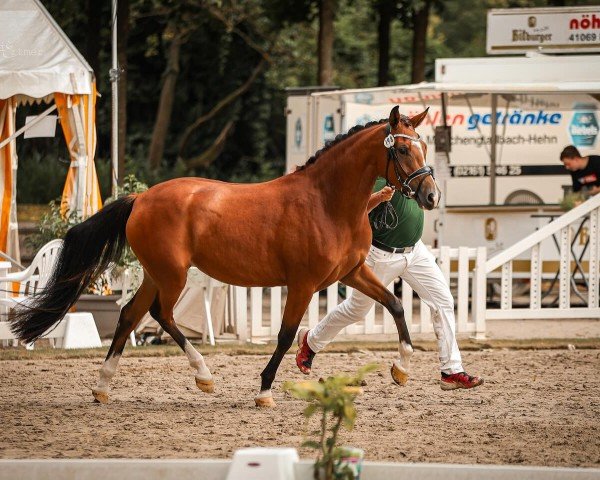 Pferd New Morning Sun TS (Deutsches Reitpony, 2021, von Fs Numero Uno)