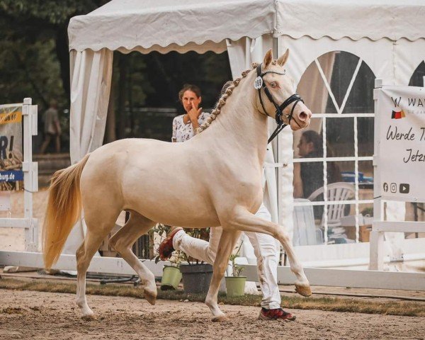 Pferd Golden Vanilla WS (Deutsches Reitpony, 2021, von Global Champion WE)