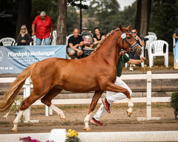 Zuchtstute Namika WS (Deutsches Reitpony, 2021, von Fs Numero Uno)