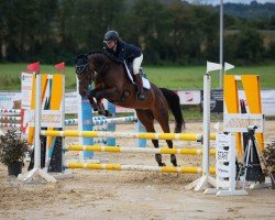 jumper Miranda (German Warmblood, 2014, from All At Once)