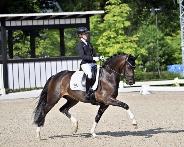 broodmare DSP Simsala D (German Sport Horse, 2018, from Secret)