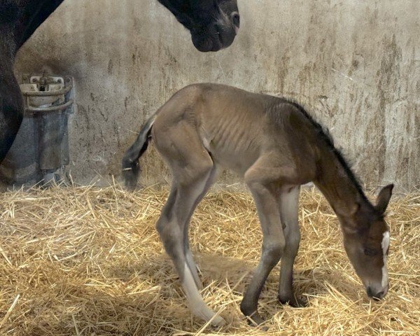 horse Dodonia GL (Oldenburg, 2024, from Ellis NRW)