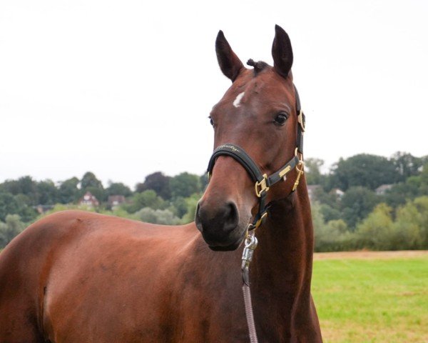 Pferd Fleur ma belle (Hannoveraner, 2017, von Franklin)
