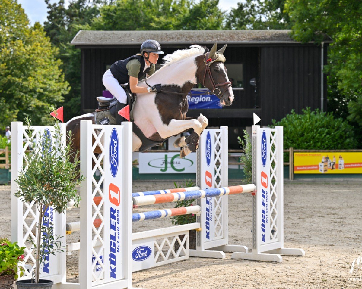Cavallo da salto Quick Con Quality CW (Oldenburger Cavallo da salto, 2017, di Conthargos)