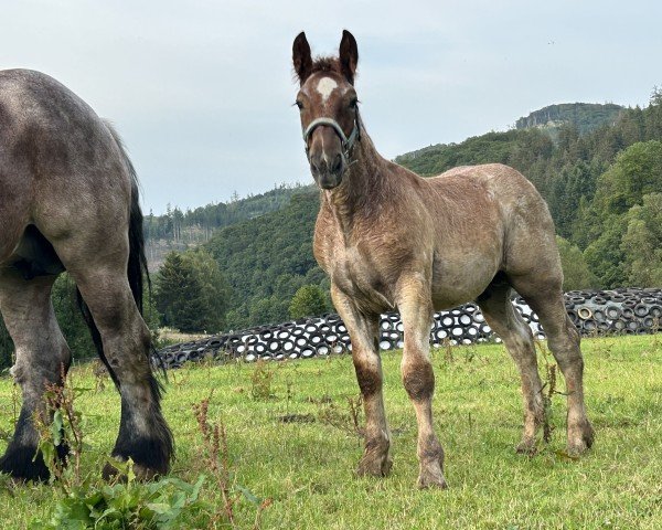 stallion Löwenherz (Rhenish-German Cold-Blood, 2024, from Leo von Grüneberg)