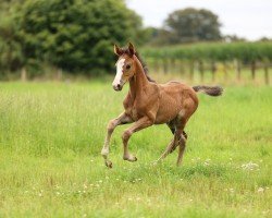 horse Arya Stark SR (Westphalian, 2024, from Aberdeen Z)