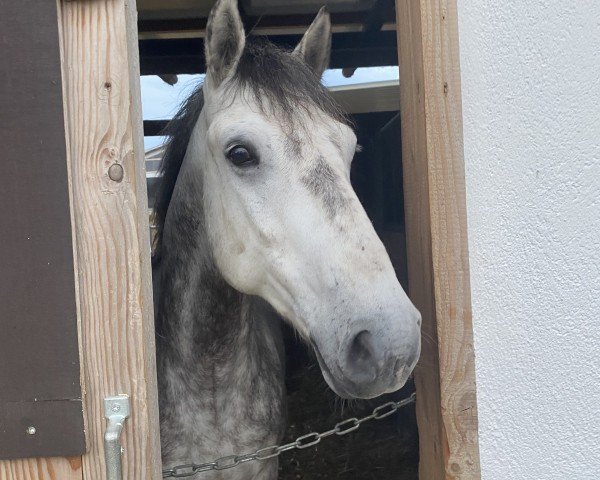 dressage horse Oreo (Tinker / Irish Cob / Gypsy Vanner, 2016)