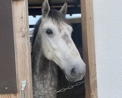 dressage horse Oreo (Tinker / Irish Cob / Gypsy Vanner, 2016)