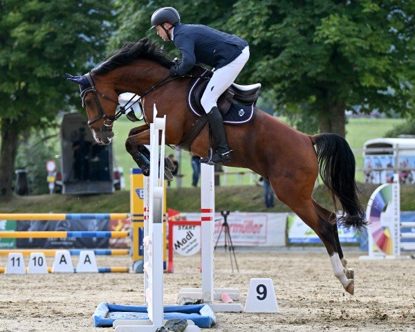 jumper Grace Kelly 136 (German Sport Horse, 2019, from van Gogh)