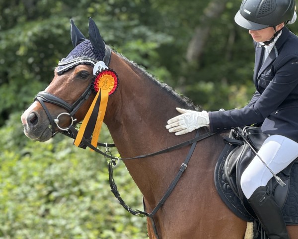 Springpferd Exellent 11 (Niederländisches Pony, 2011, von Empire)