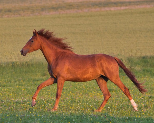 Pferd Valegra (Rheinländer, 2022, von Vermeer)