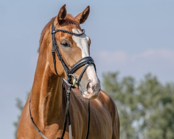 horse Silas 264 (Westphalian, 2020, from Sir Heinrich OLD)