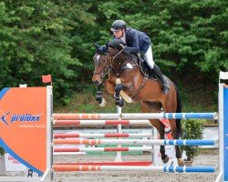jumper Mandela (KWPN (Royal Dutch Sporthorse), 2017, from Diamant de Semilly)